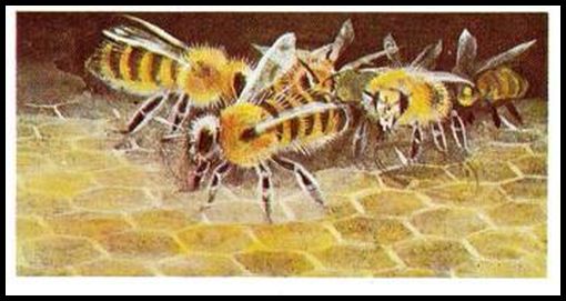39 Honey Bees